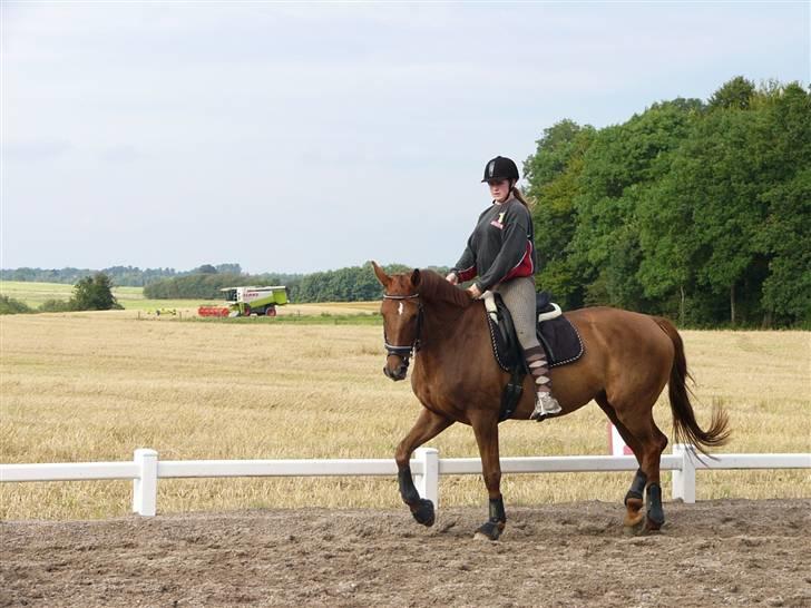Dansk Varmblod Rowina - En dejlig sommer dag, ude på banen billede 3