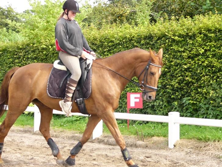 Dansk Varmblod Rowina - En dejlig sommer dag, ude på banen billede 5