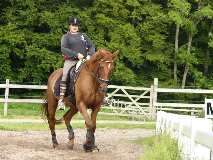 Dansk Varmblod Rowina - En dejlig sommer dag, ude på banen billede 6