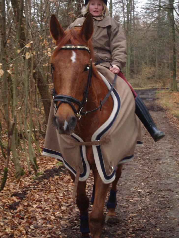 Dansk Varmblod Rowina - En dejlig efterårs dag, i skoven billede 7