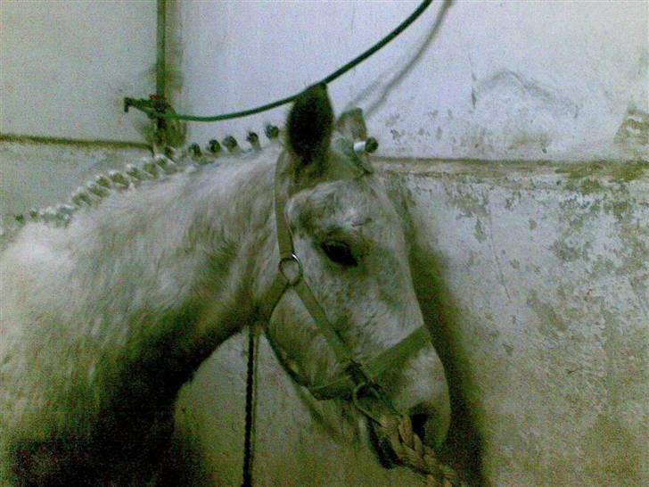 Anden særlig race Topper(Gammel pasning) - D. 01-03-08 -- Han er lig blevet flettet <3 Han var såå fin :i <3 billede 19