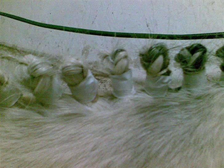 Anden særlig race Topper(Gammel pasning) - D. 01-03-08 -- Er ikke mester til de rosenknopper der xD? billede 20