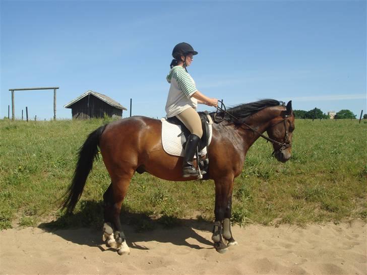 Anden særlig race Apollon/Polle(mor's)  - Fiin parade (; NYT billede 9