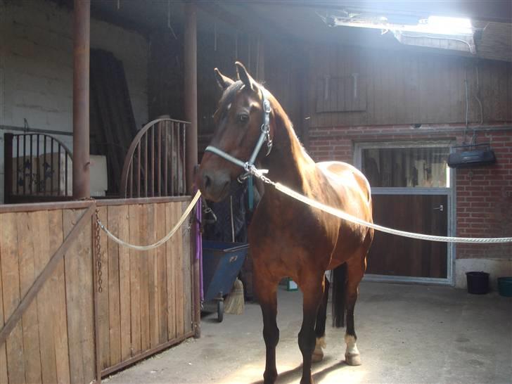 Anden særlig race Apollon/Polle(mor's)  - Han så lig noget spændene xD? NYT billede 11