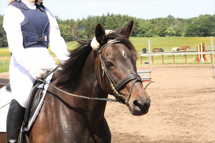 Anden særlig race Tyra - Velkommen til Tyras profil :) - Foto: Line Skou billede 1