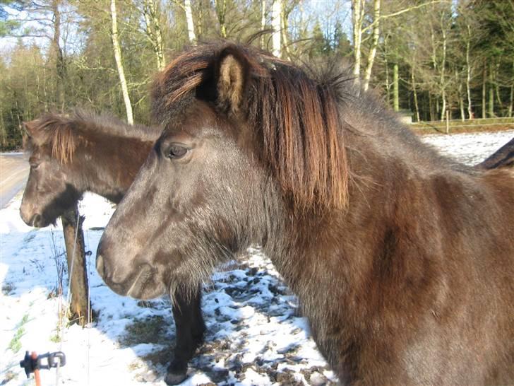 Islænder gersemi fra NR. felding  billede 5