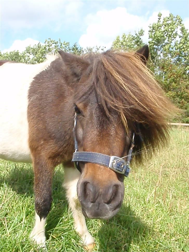 Shetlænder snøvsi  - heej <3 billede 1