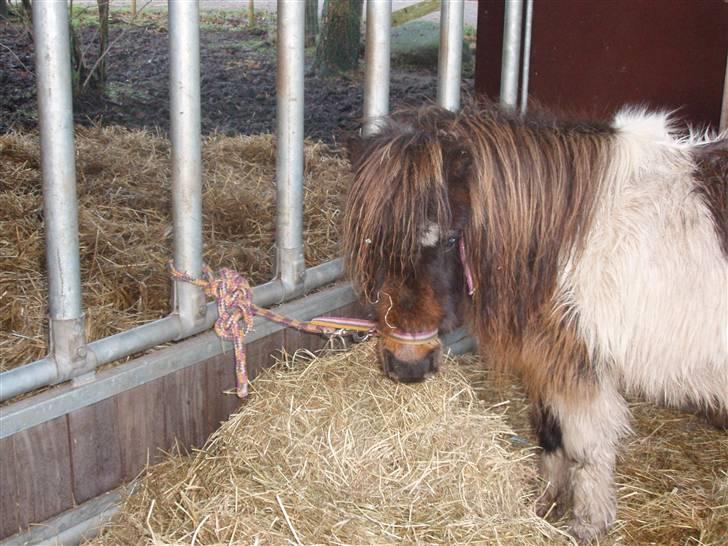 Shetlænder snøvsi  - hej med dig billede 2