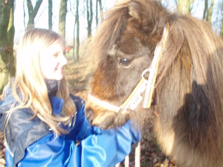 Shetlænder snøvsi  - kys kys billede 3