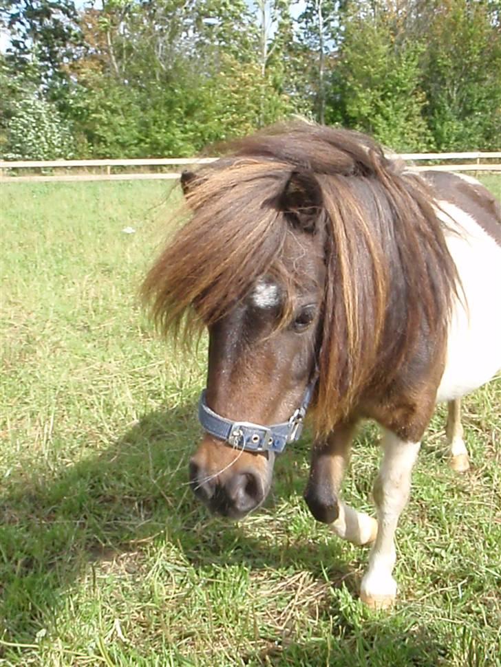 Shetlænder snøvsi  - græs billede 4