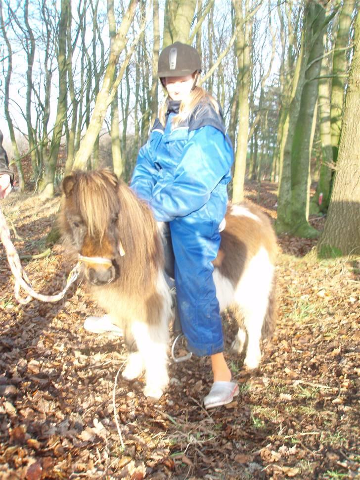 Shetlænder snøvsi  - <3333333333333333333 billede 5