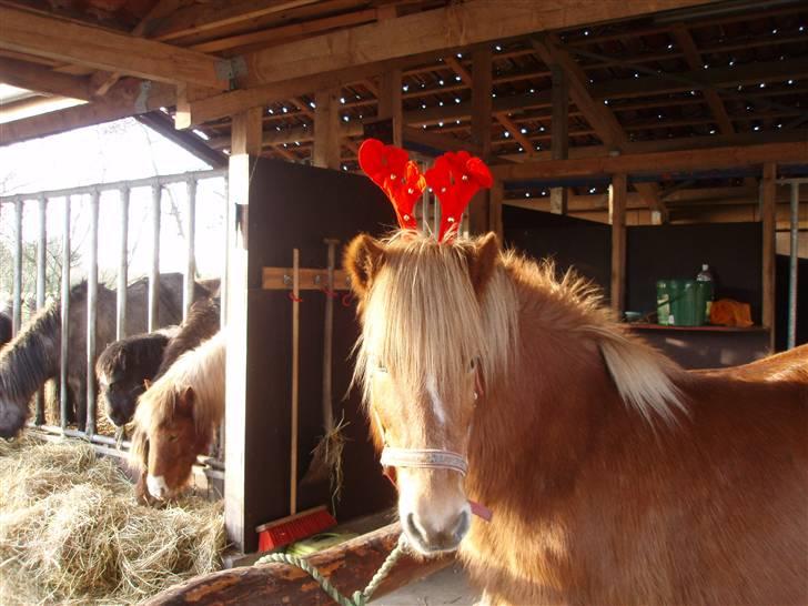 Islænder Glóa fra Gårde (solgt) billede 11