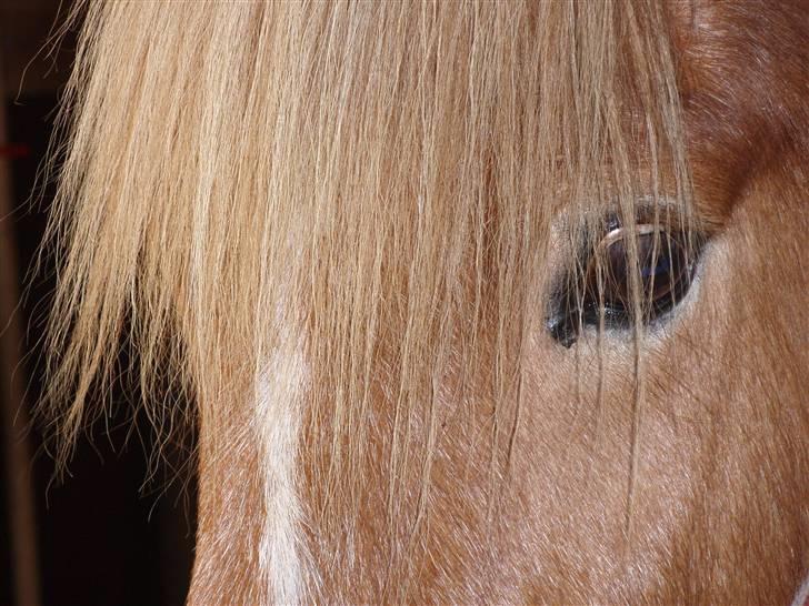 Islænder Glóa fra Gårde (solgt) billede 12