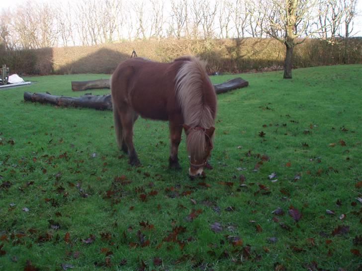 Islænder Glóa fra Gårde (solgt) billede 13