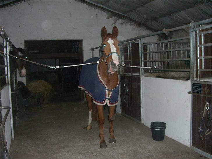 Hannoveraner ludwiig billede 2