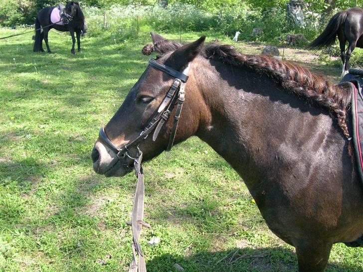 Shetlænder tarzan<33 - den ekstra smukke<33!!! billede 7