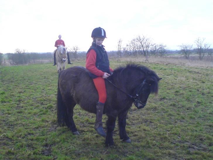 Shetlænder tarzan<33 - åhh tarzan kan bare ikk leve uden dig!!<333 elsker dig over meget<33 billede 8