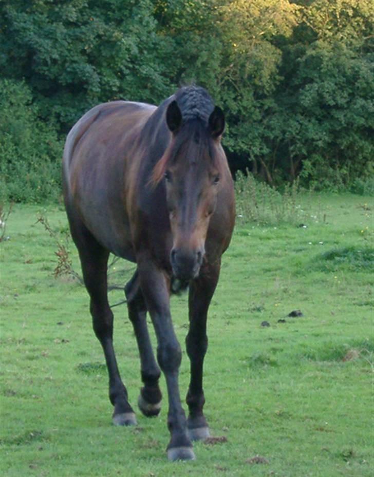 Holstener Amigo billede 1