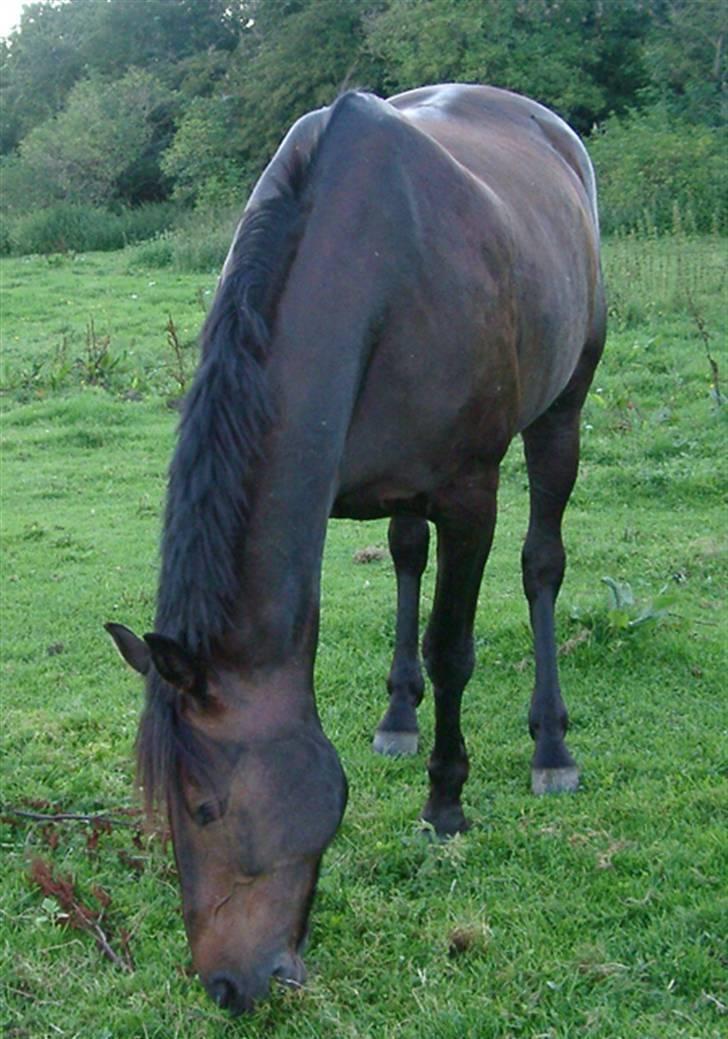 Holstener Amigo billede 3