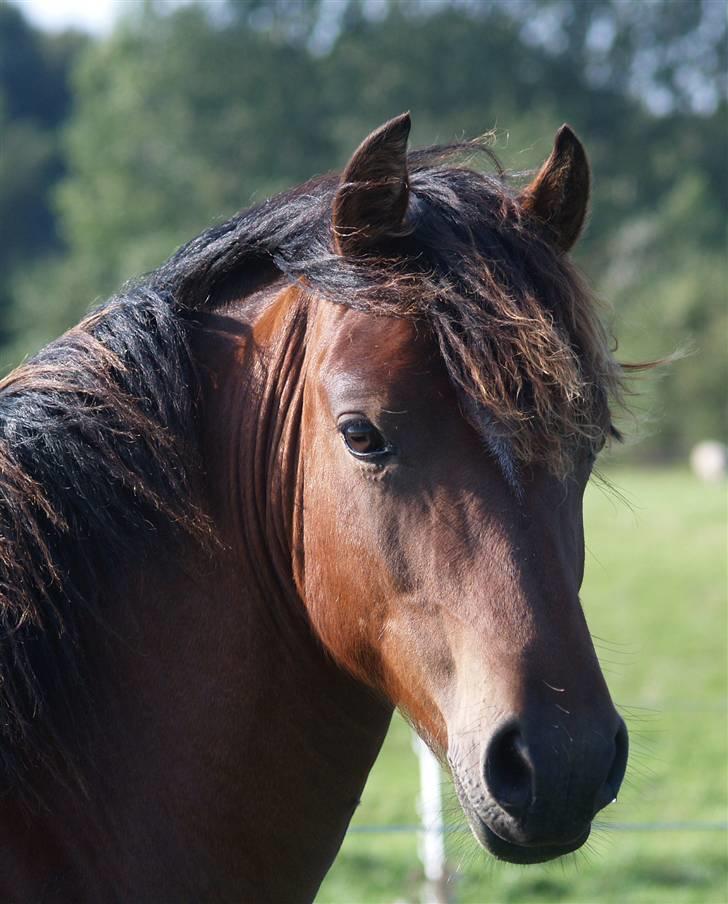 Welsh Pony af Cob-type (sec C) Aberlour Albin - albin hos laila, sommer 07 billede 11