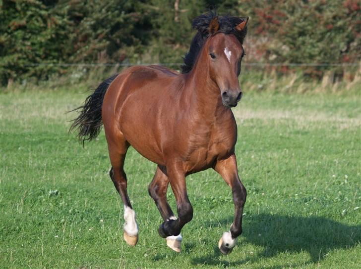 Welsh Pony af Cob-type (sec C) Aberlour Albin - albin hos laila, sommer 07 billede 6