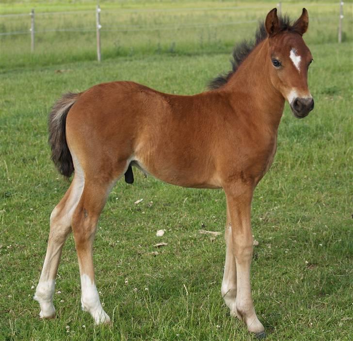 Welsh Pony af Cob-type (sec C) Aberlour Albin - albin hos laila, sommer 06 billede 5