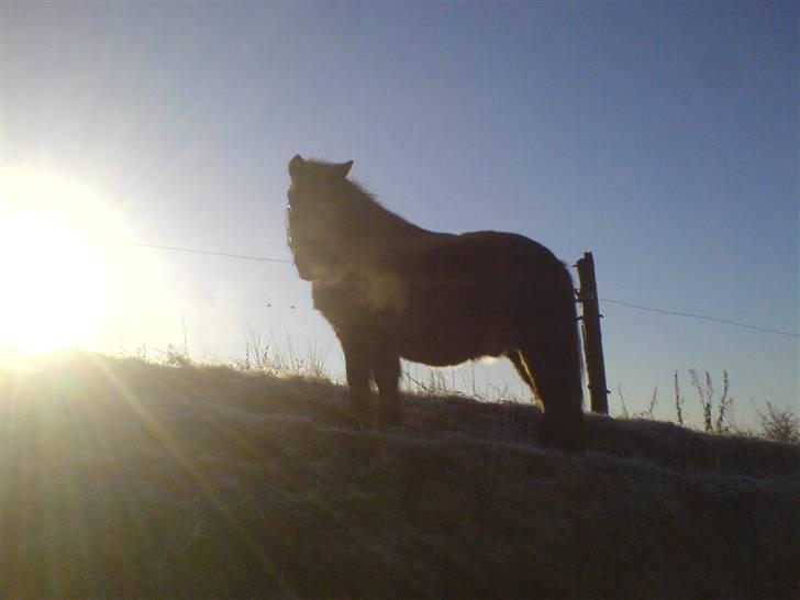 Shetlænder tarzan<33 - du er bare så smuk<33 verdens bedste pony<33 billede 9