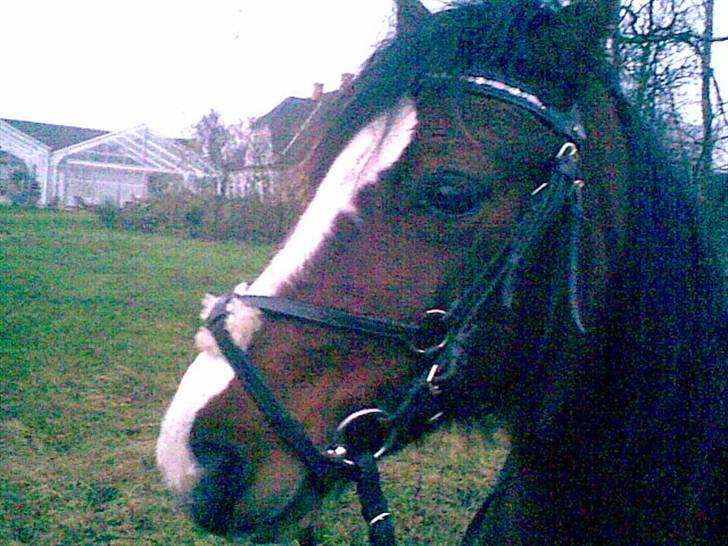 Welsh Pony (sec B) Velved billede 8