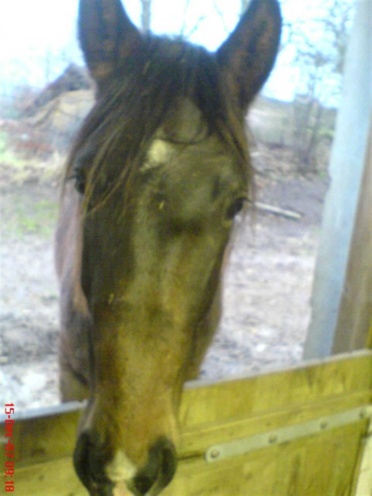 Anden særlig race Fari billede 14