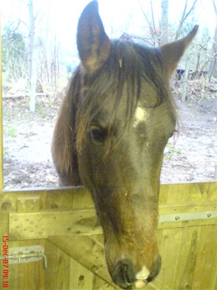 Anden særlig race Fari billede 15