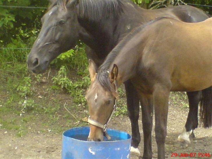 Anden særlig race Fari billede 16