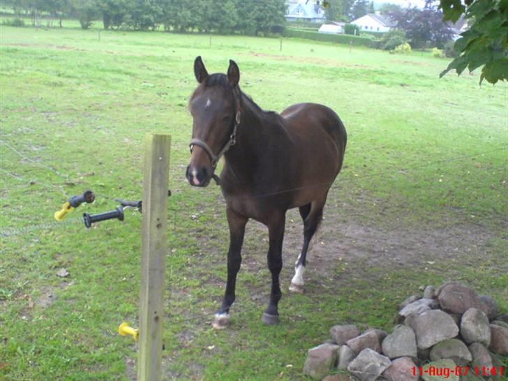 Anden særlig race Fari billede 18