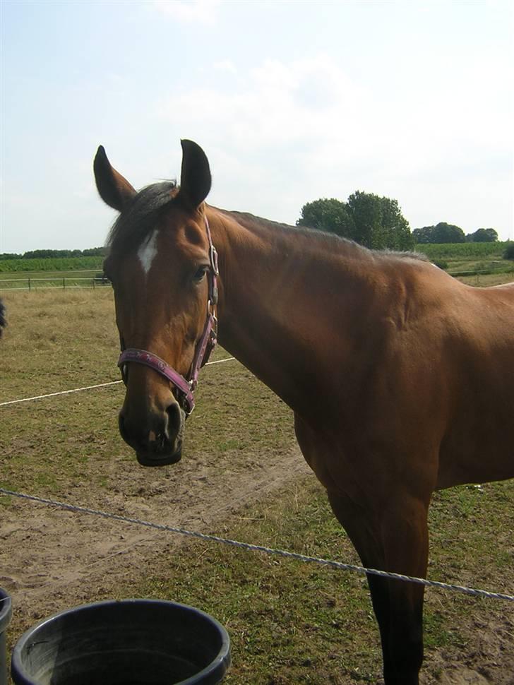 Traver - Dandy  Axworthy - - 1. hej og velkommen til min profil :D billede 1