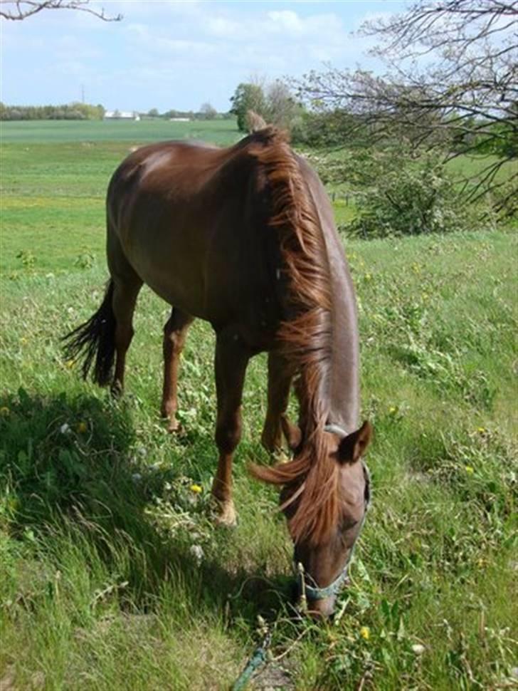 Anden særlig race Unique * Aflivet - R.I.P. billede 11