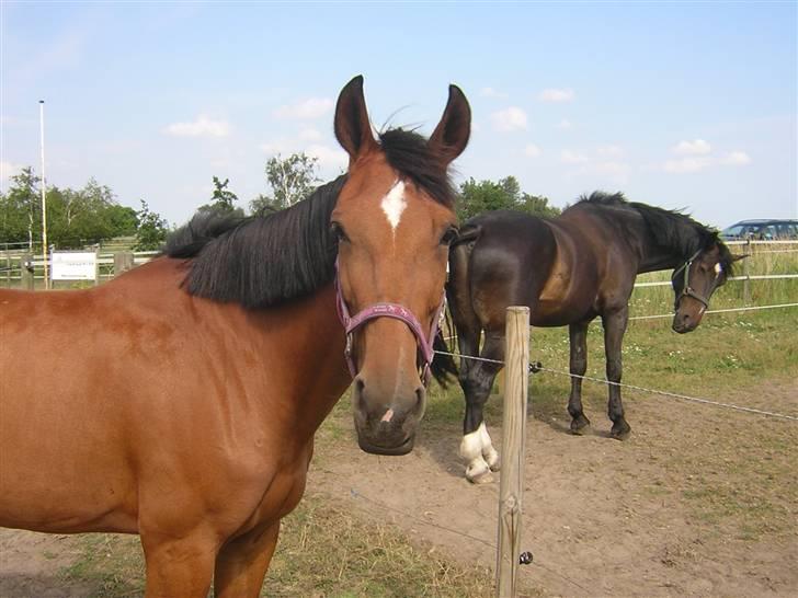 Traver - Dandy  Axworthy - - 6. billede 6