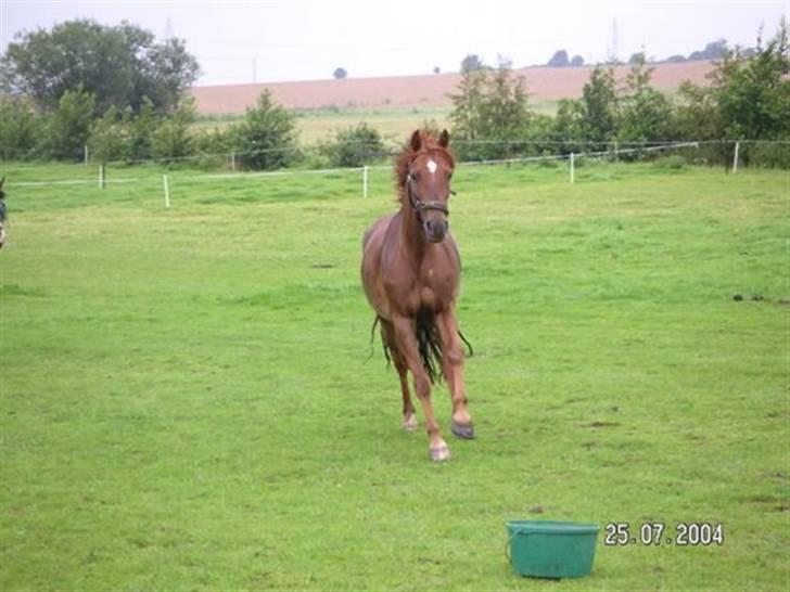 Anden særlig race Unique * Aflivet - R.I.P. - Her kommer jeg ! billede 16