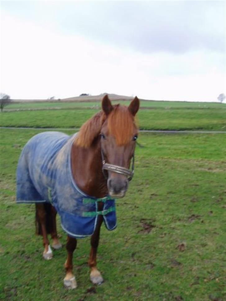 Anden særlig race Unique * Aflivet - R.I.P. billede 17