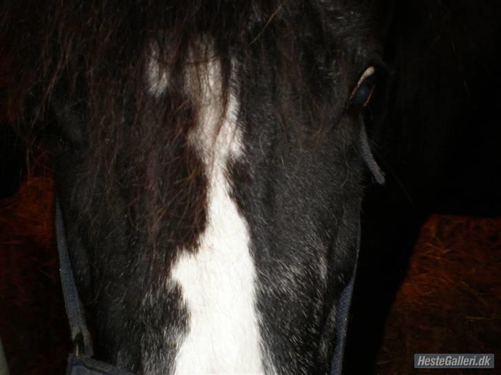 DSP Ca-pia *Død* <3 - hun ville lige snuse til kameraet .:b billede 10