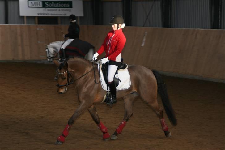 Anden særlig race Prince Charming  - Første stævne efter juleferie : ) Han var en STJERNE! prinsen og prinsessen i rødt ;) You are the best for me. (L) billede 18