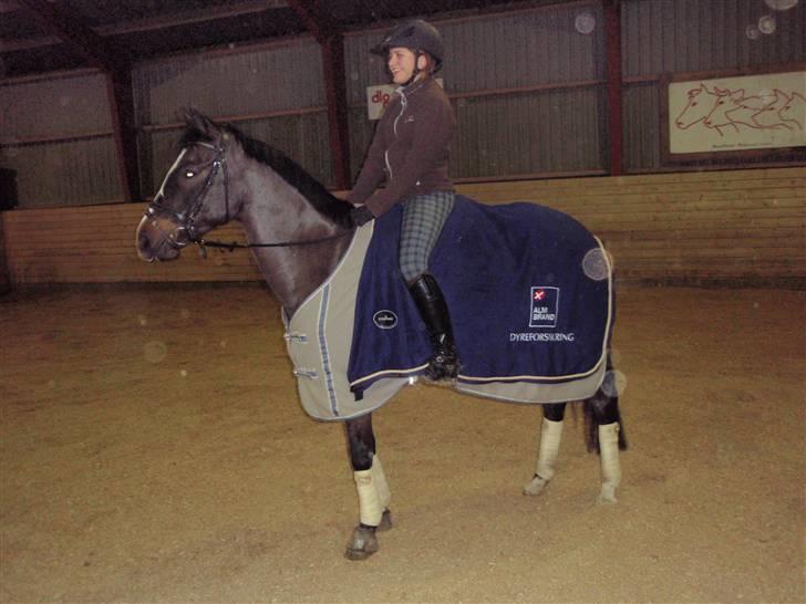 Tysk Sportspony Holsteins Sissi - Sissi d. 23. januar. elsker dig <3 billede 2