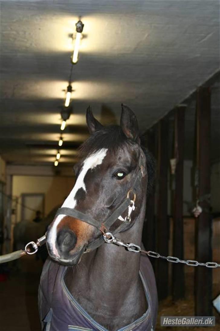 Tysk Sportspony Holsteins Sissi - Sissi <3 billede 4