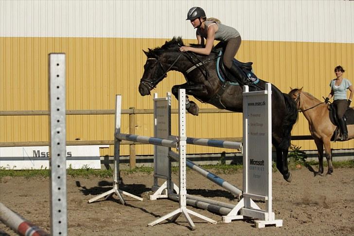 Welsh Partbred (Sec F) Viktor - Solgt :'( - Viggo over oxe på 105 bred & høj.  billede 4