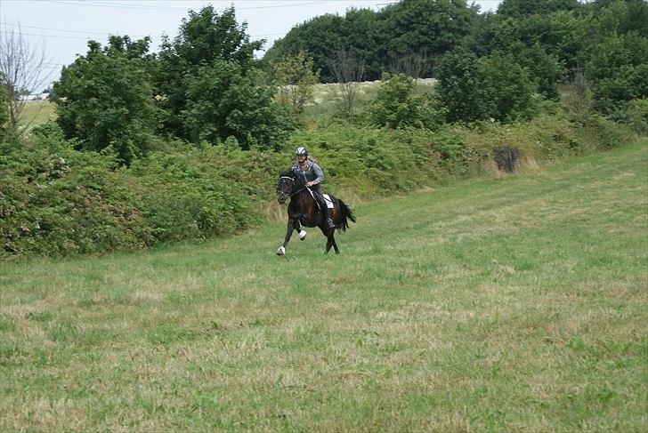 Welsh Partbred (Sec F) Viktor - Solgt :'( - En god gallop på marken, sommeren 09. billede 5