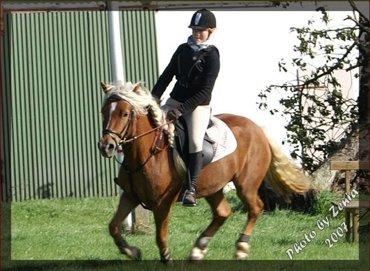 Haflinger JULIANE Á ROSENDAL billede 13