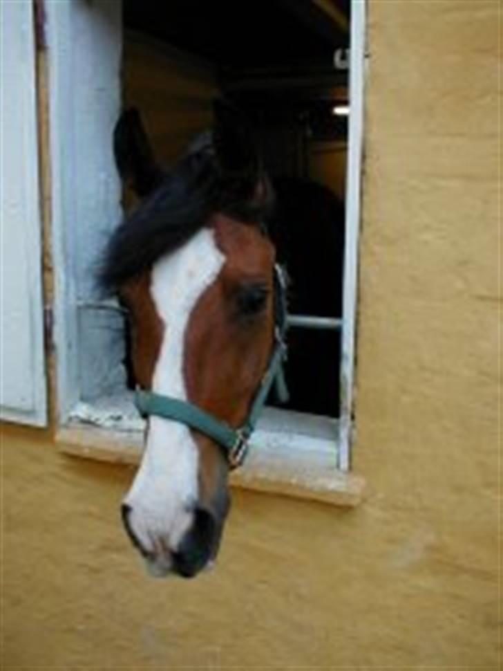 Arabisk fuldblod (OX) Classic Touch ox billede 6