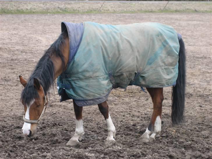 Arabisk fuldblod (OX) Classic Touch ox billede 7