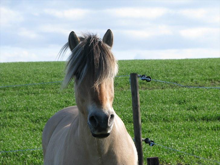 Fjordhest Basta - På Gården 1Maj 2010 billede 1