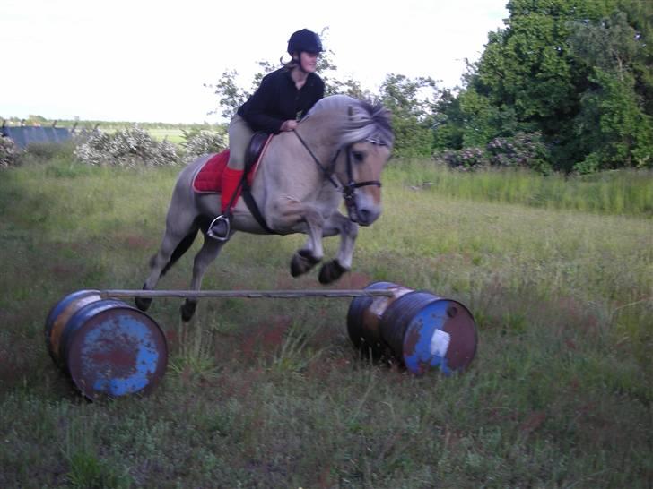 Fjordhest Basta - Sommer 2009. Robstrup billede 2