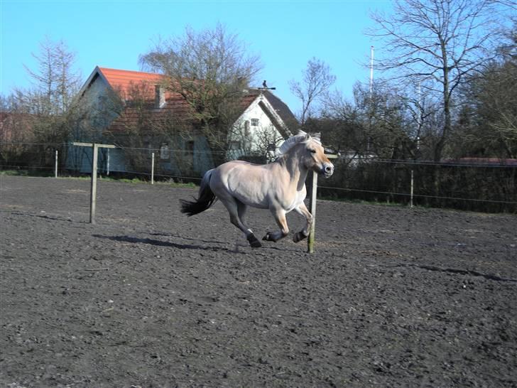 Fjordhest Basta - Forår/sommer 2009 billede 3
