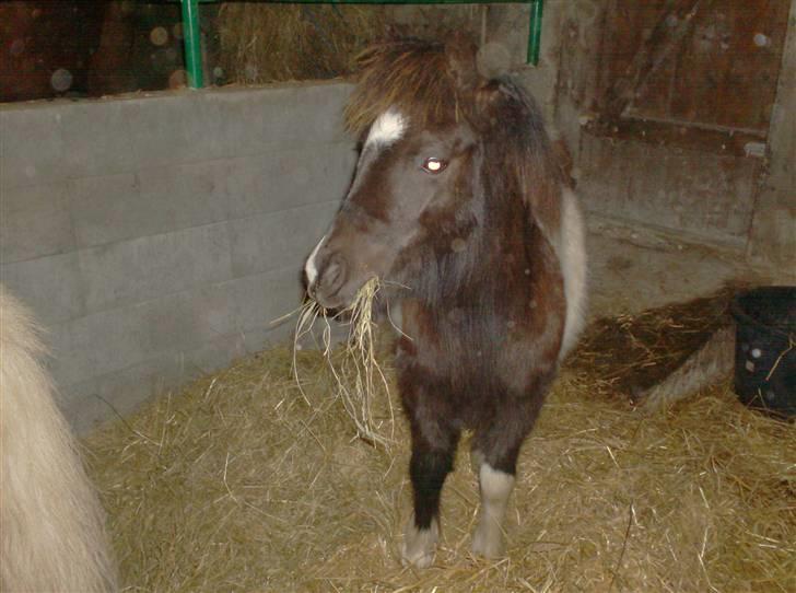 Anden særlig race Belladonna<3  givet væk:/ - 1 jeg er en lille "hest" som er helt vild med hø :o) billede 1
